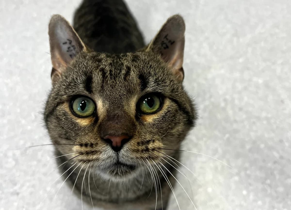 Stefanos, male 3yo Mixed Breed Cat for adoption at Kattens Vaern, Kattens Vaern