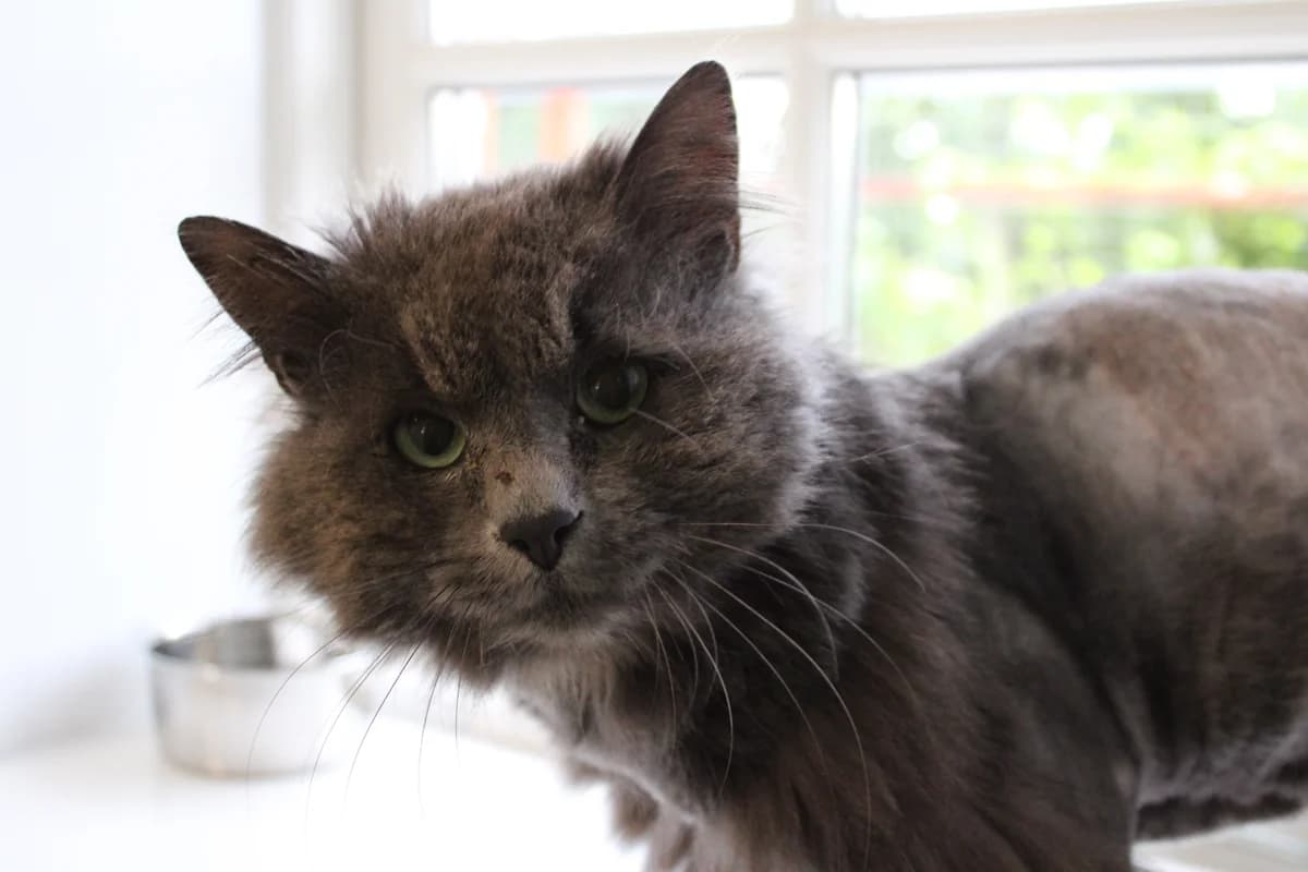 Bluey, male 3yo Mixed Breed Cat for adoption at Kattens Vaern, Kattens Vaern