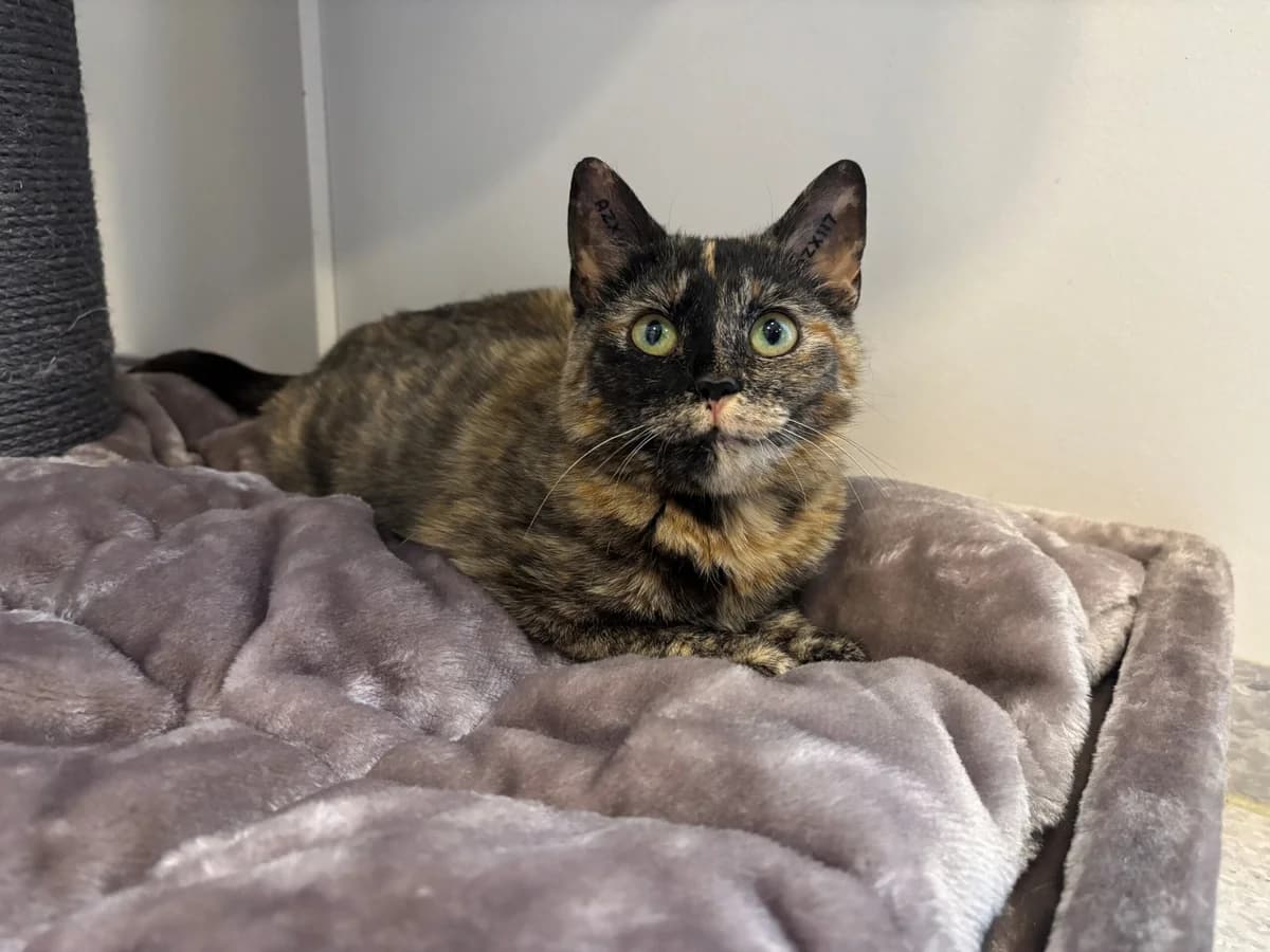 Spark, female 3yo Mixed Breed Cat for adoption at Kattens Vaern, Kattens Vaern