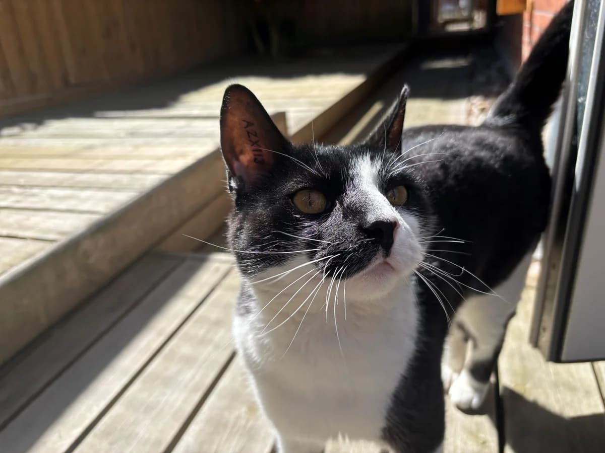 Mickey, male 3yo Mixed Breed Cat for adoption at Kattens Vaern, Kattens Vaern