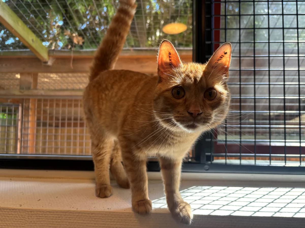 Oliver, male 3yo Mixed Breed Cat for adoption at Kattens Vaern, Kattens Vaern