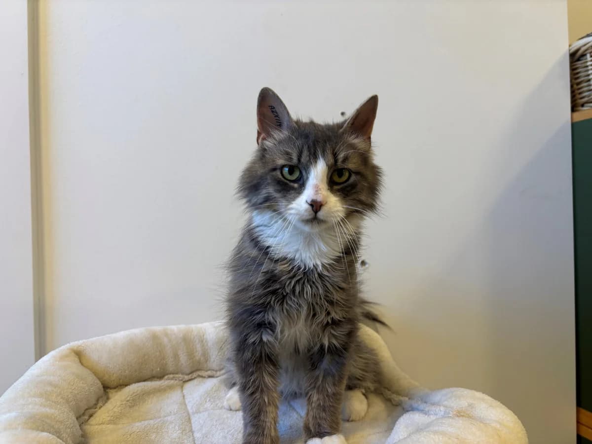Tjavs, male 3yo Mixed Breed Cat for adoption at Kattens Vaern, Kattens Vaern