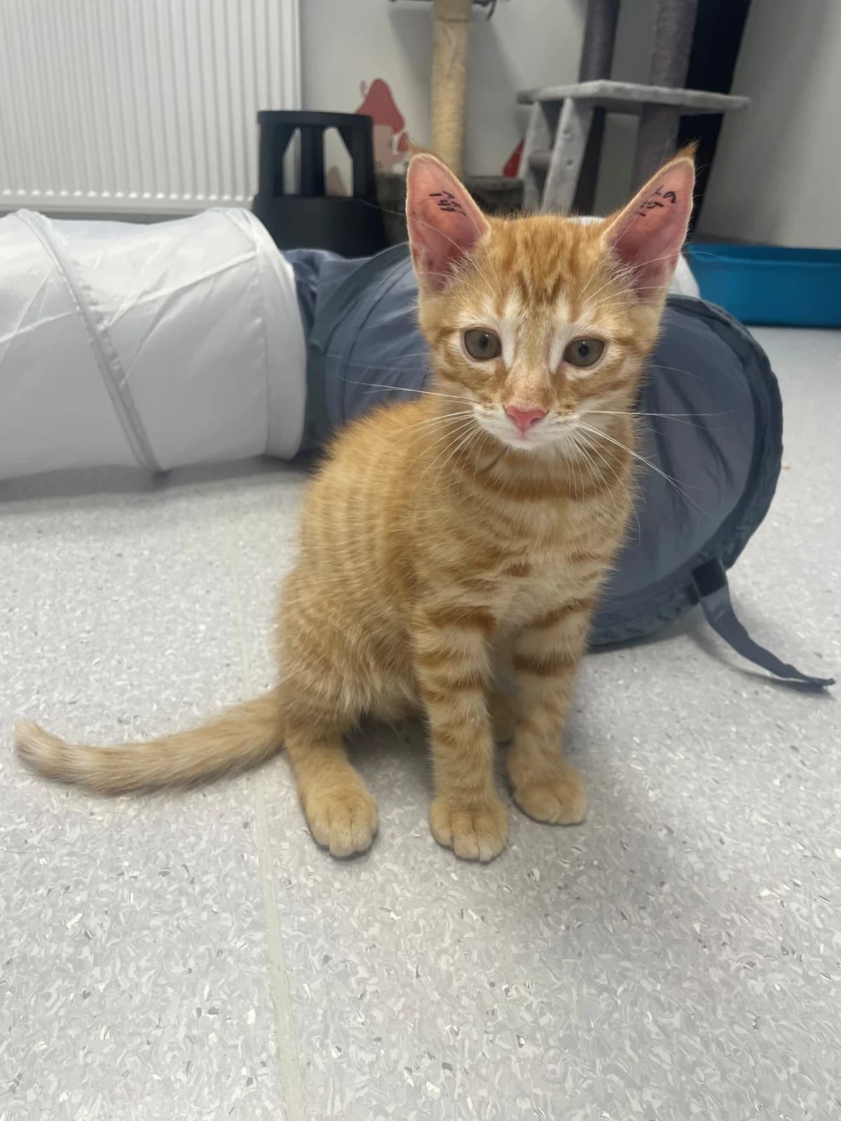 Albus, male puppy Mixed Breed Cat for adoption at Kattens Vaern, Kattens Vaern