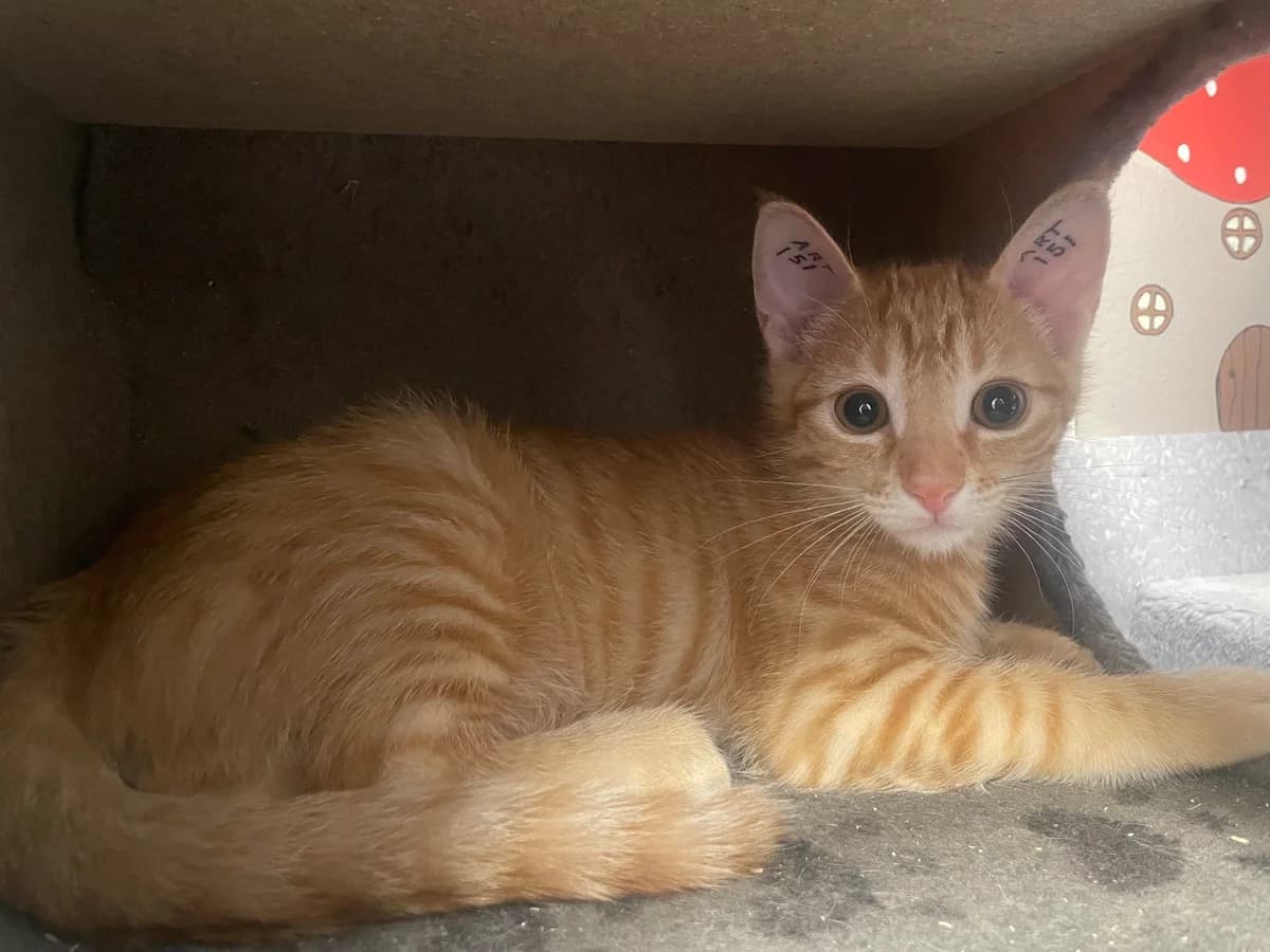 Arlo, male puppy Mixed Breed Cat for adoption at Kattens Vaern, Kattens Vaern