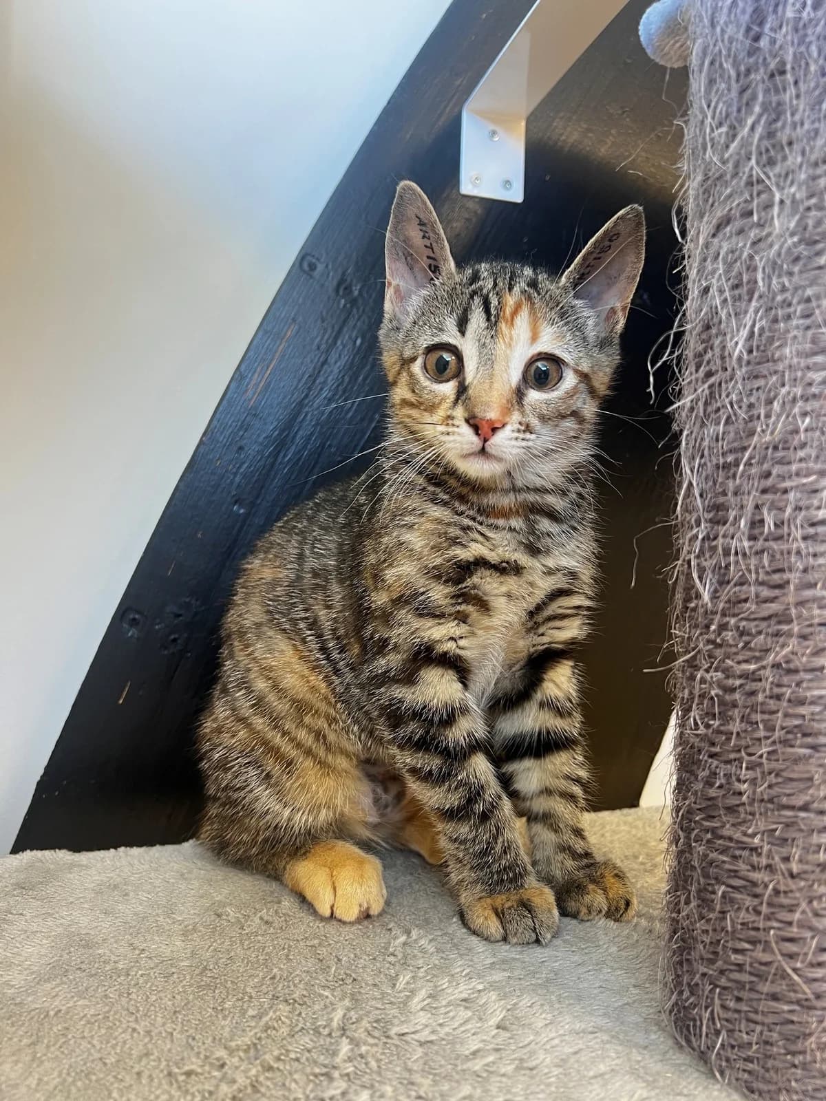 Aiya, female puppy Mixed Breed Cat for adoption at Kattens Vaern, Kattens Vaern