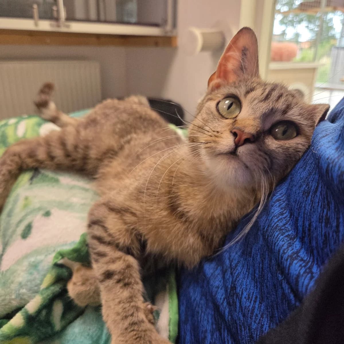 Else, female 3yo mixed breed for adoption at Kattens Vaern, Kattens Vaern