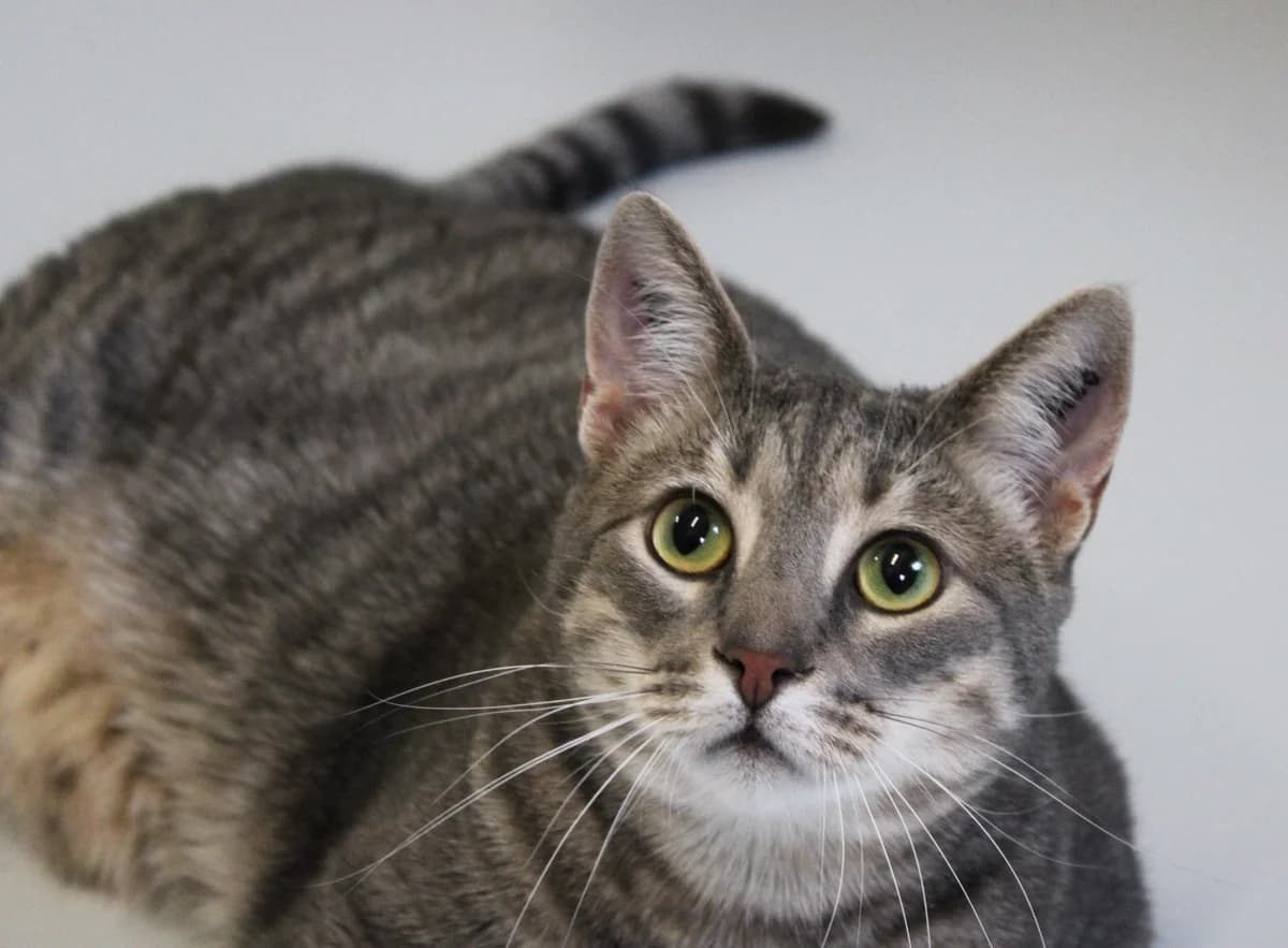 Felix, male 3yo Mixed Breed Cat for adoption at Kattens Vaern, Kattens Vaern