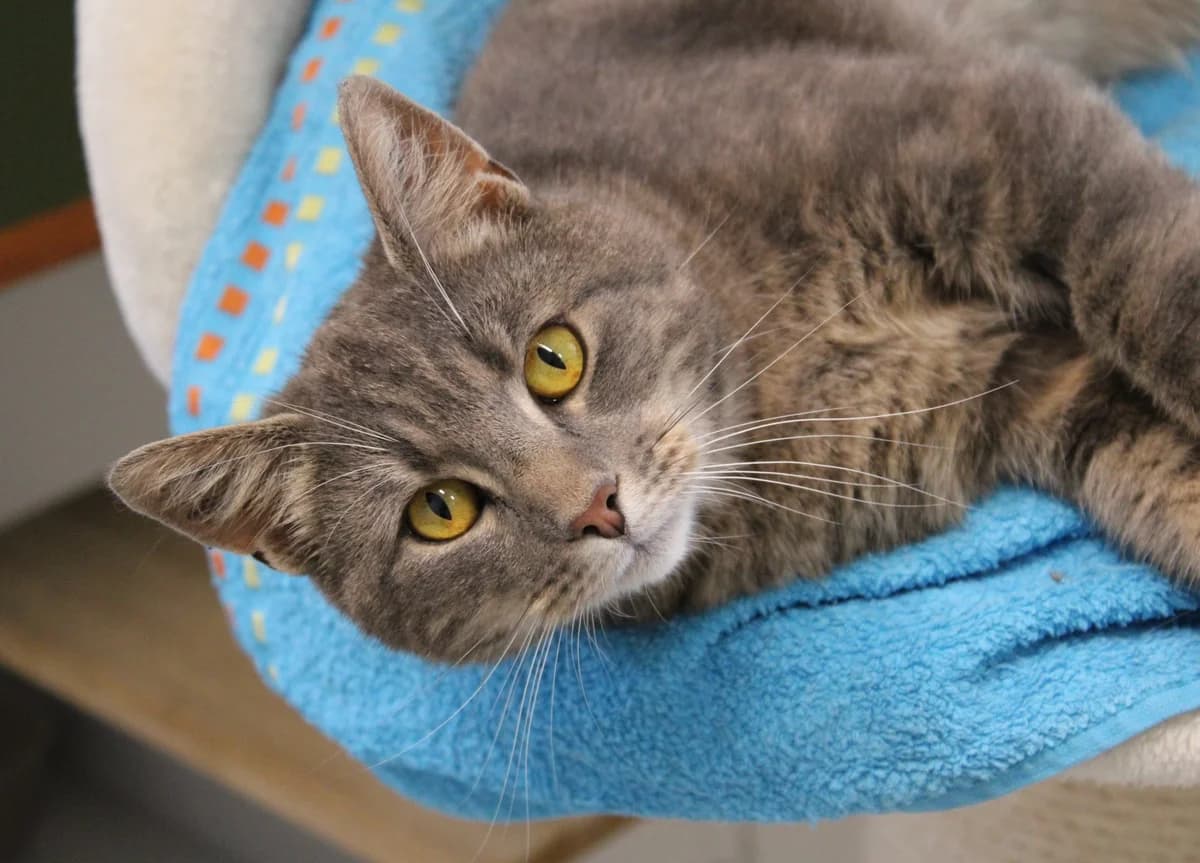 Ulrik, male 3yo Mixed Breed Cat for adoption at Kattens Vaern, Kattens Vaern