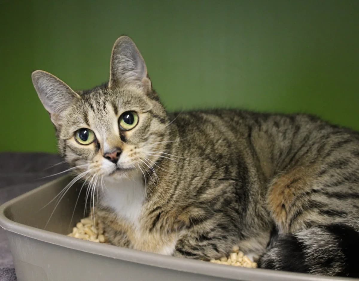 Anna, female 3yo Mixed Breed Cat for adoption at Kattens Vaern, Kattens Vaern