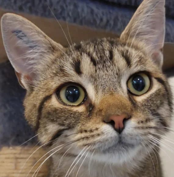 DYRLÆGENS BORD, male Mixed Breed for adoption at Kattens Vaern, Kattens Vaern