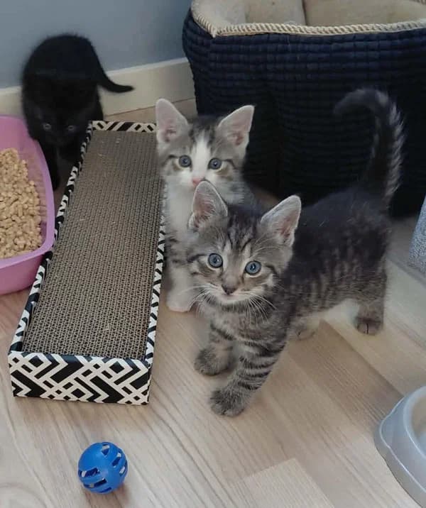 Giv en lille kattefamilie en tryg start på livet, female Mixed Breed for adoption at Kattens Vaern, Kattens Vaern