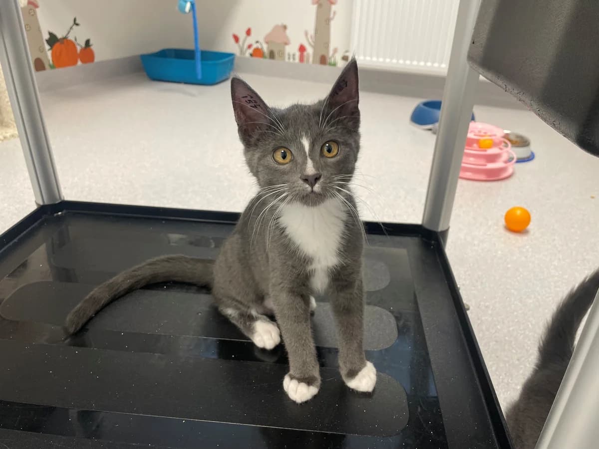 Bae, female puppy Mixed Breed Cat for adoption at Kattens Vaern, Kattens Vaern