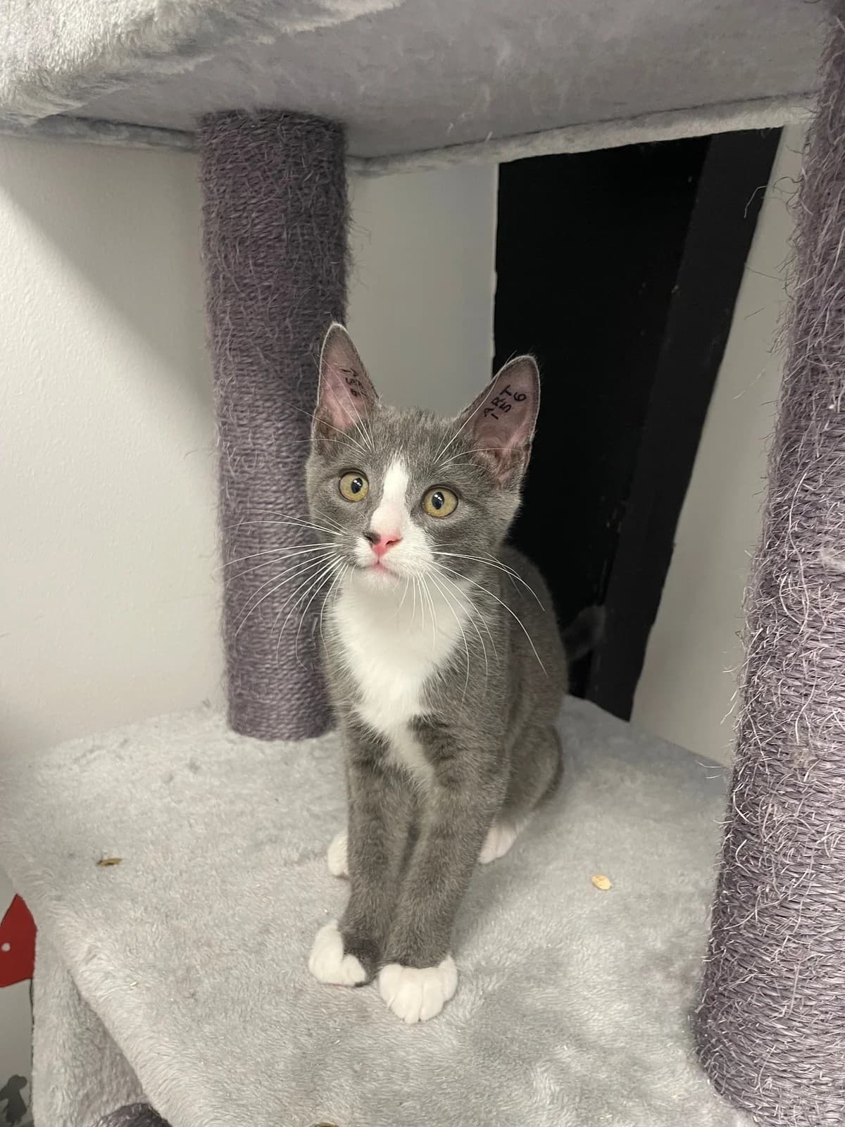 Beavis, male puppy Mixed Breed Cat for adoption at Kattens Vaern, Kattens Vaern