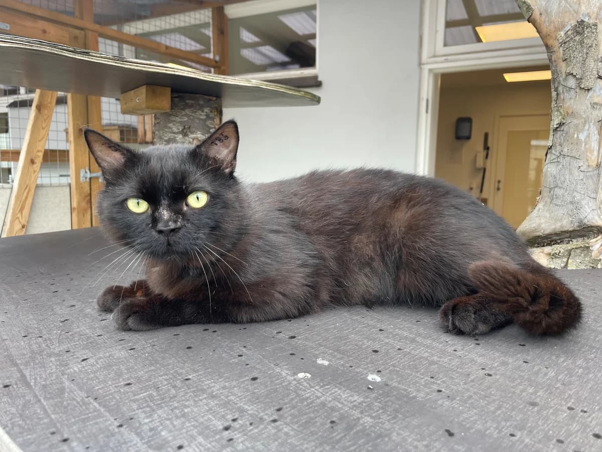 Kaj, male 3yo Mixed Breed Cat for adoption at Kattens Vaern, Kattens Vaern