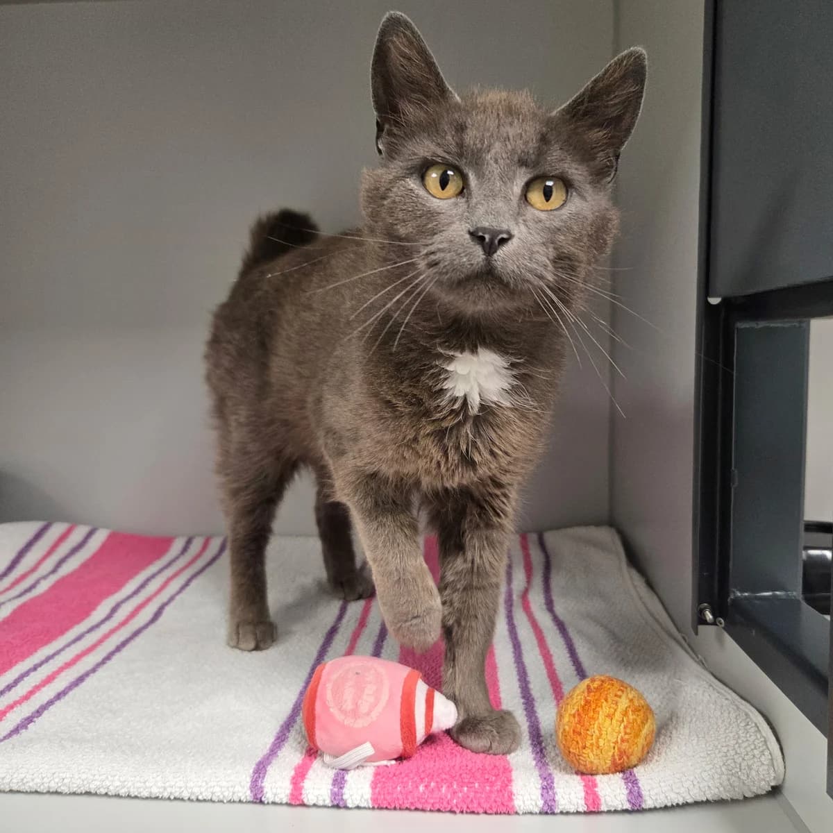 Siri, female 3yo Mixed Breed Cat for adoption at Kattens Vaern, Kattens Vaern