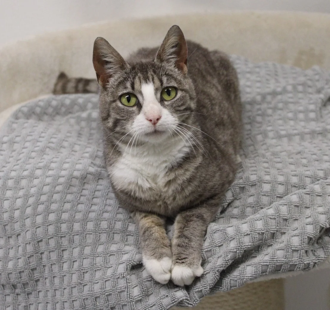 Esther,  young mixed breed for adoption at Kattens Vaern, Kattens Vaern