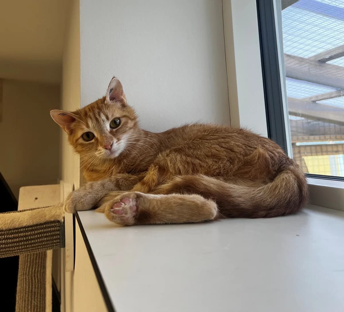 Andrea, female 3yo Mixed Breed Cat for adoption at Kattens Vaern, Kattens Vaern