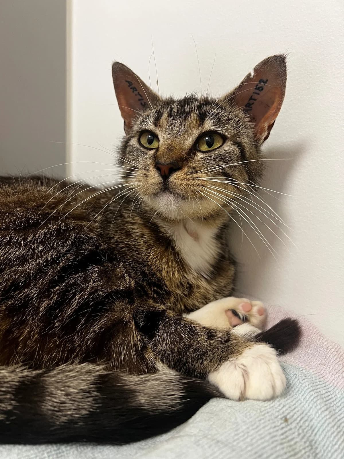 Himalaya, female 3yo Mixed Breed Cat for adoption at Kattens Vaern, Kattens Vaern