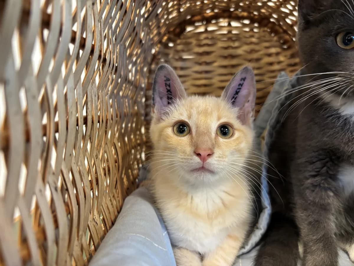 Fister, male puppy Mixed Breed Cat for adoption at Kattens Vaern, Kattens Vaern