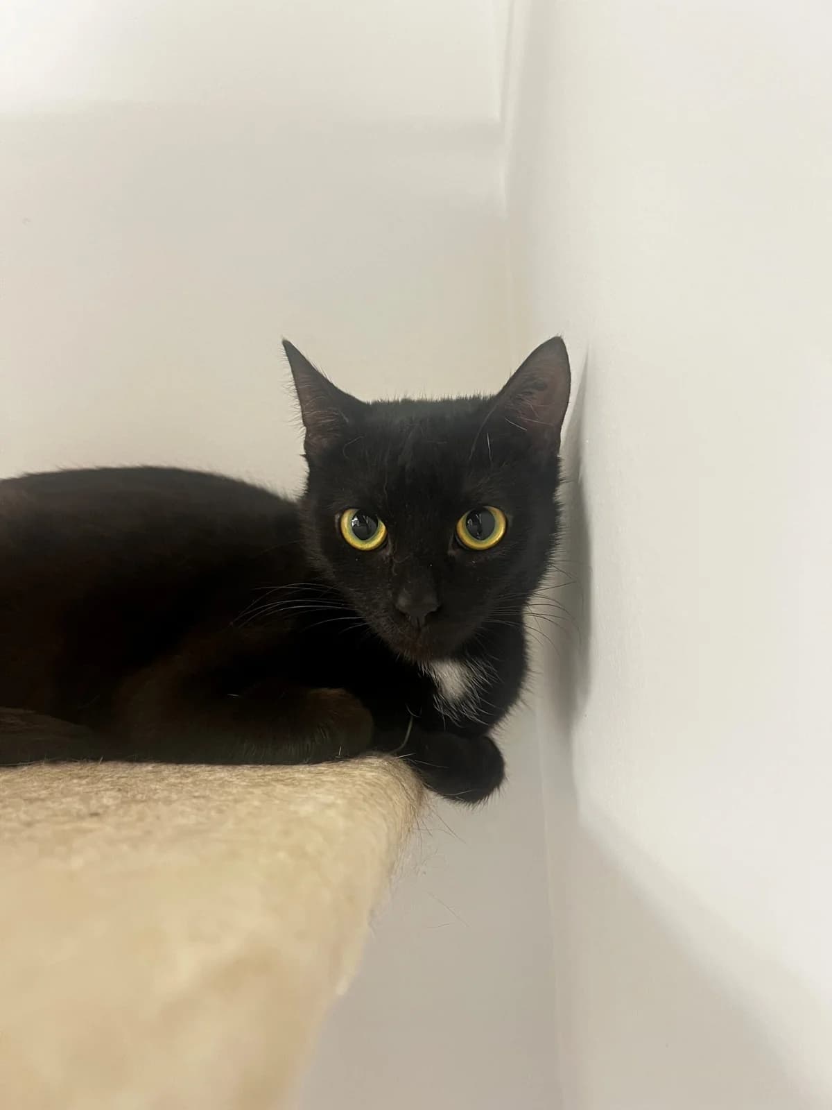 Cara, female 3yo mixed breed for adoption at Kattens Vaern, Kattens Vaern