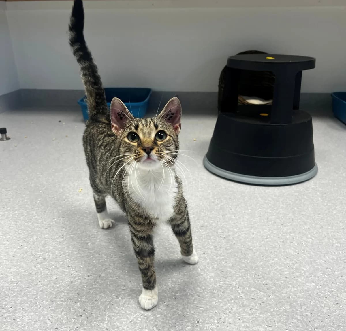 Zazane, Mixed Breed Cat (Kattens Vaern)