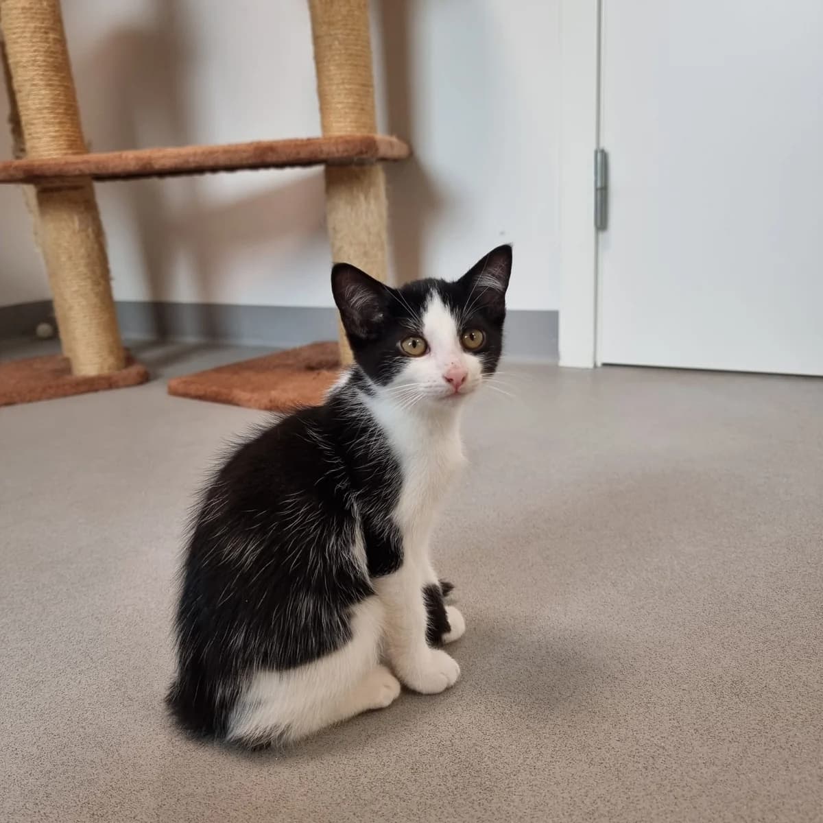 Jake, male puppy Mixed Breed Cat for adoption at Kattens Vaern, Kattens Vaern