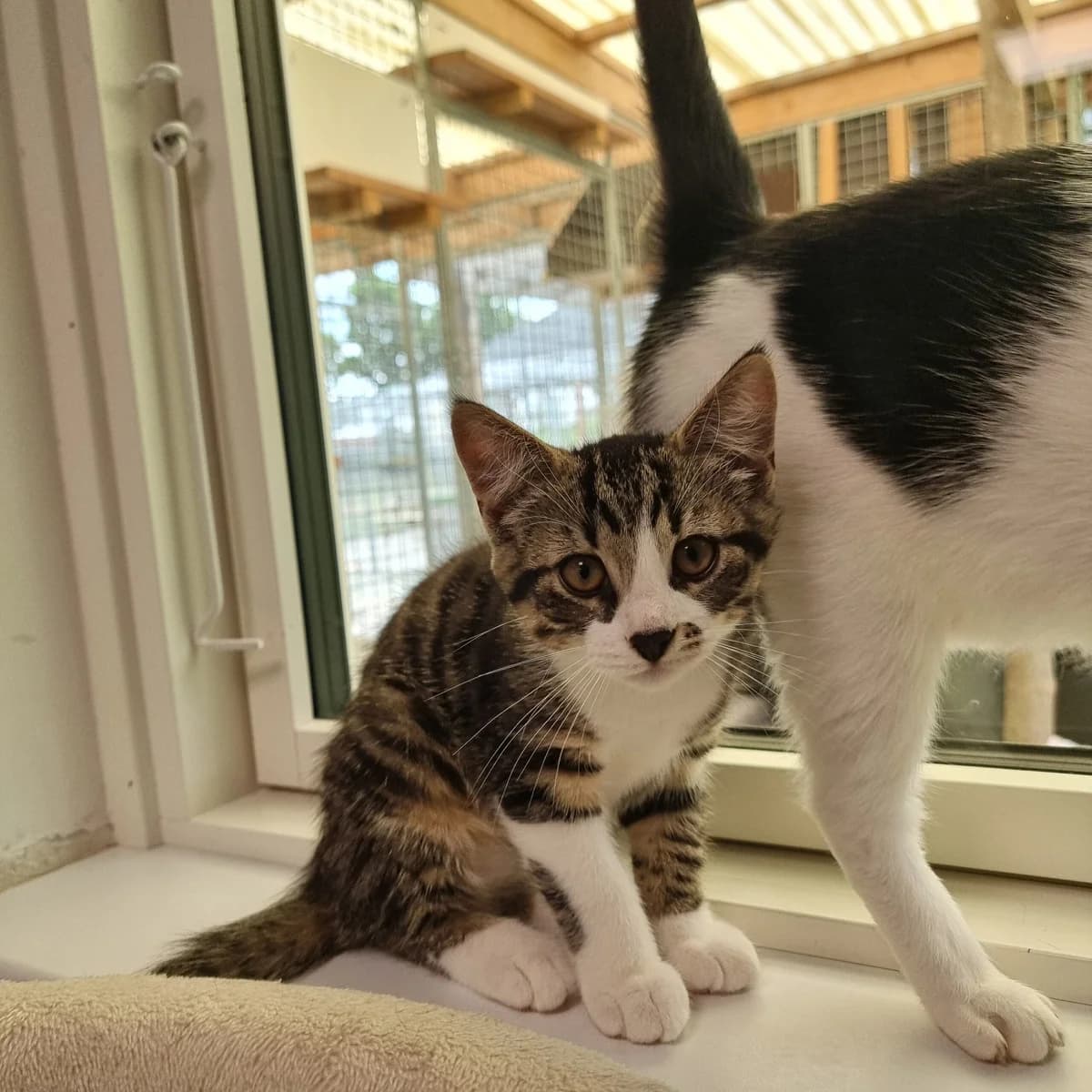Jackson, male puppy Mixed Breed Cat for adoption at Kattens Vaern, Kattens Vaern