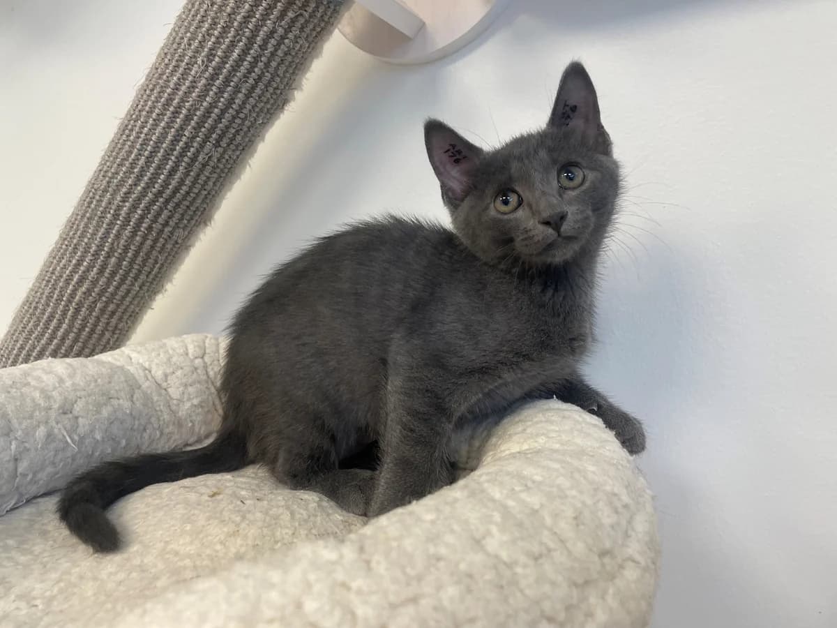 Erica, female puppy Mixed Breed Cat for adoption at Kattens Vaern, Kattens Vaern