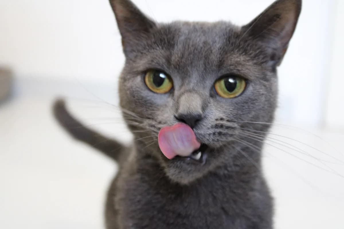 Zulu, female 3yo Mixed Breed Cat for adoption at Kattens Vaern, Kattens Vaern