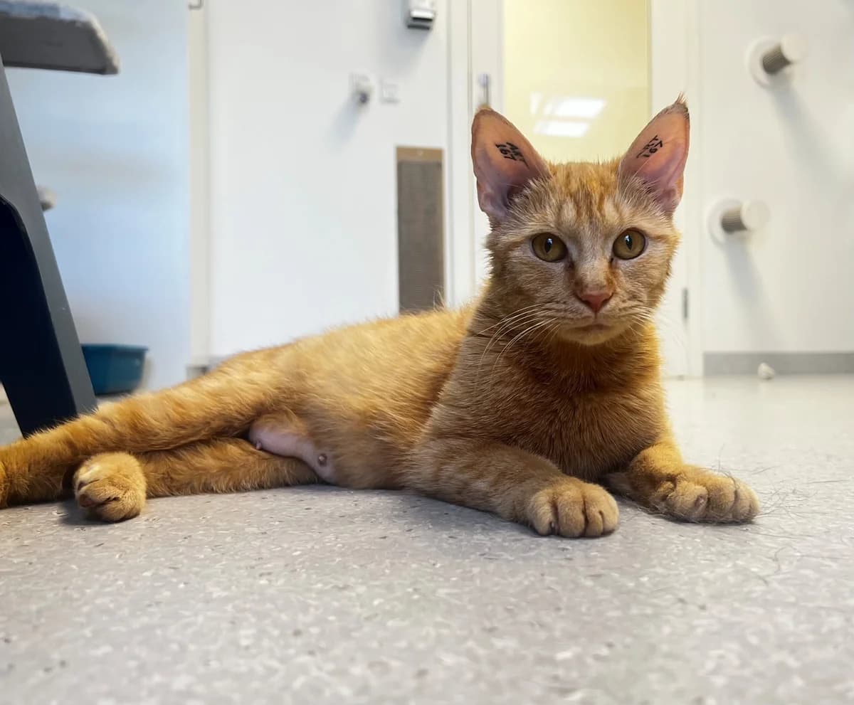 Cinta, female 3yo Mixed Breed Cat for adoption at Kattens Vaern, Kattens Vaern