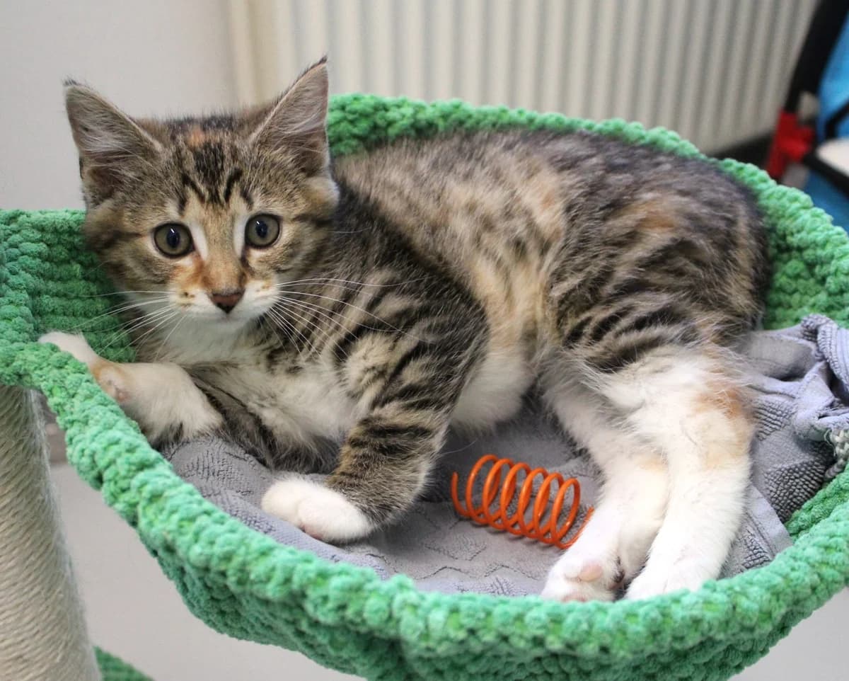 Paprika, female puppy mixed breed for adoption at Kattens Vaern, Kattens Vaern