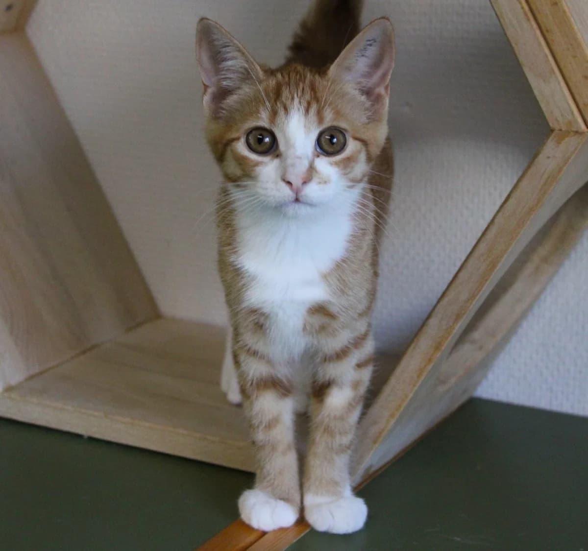 Gwen, female puppy Mixed Breed Cat for adoption at Kattens Vaern, Kattens Vaern