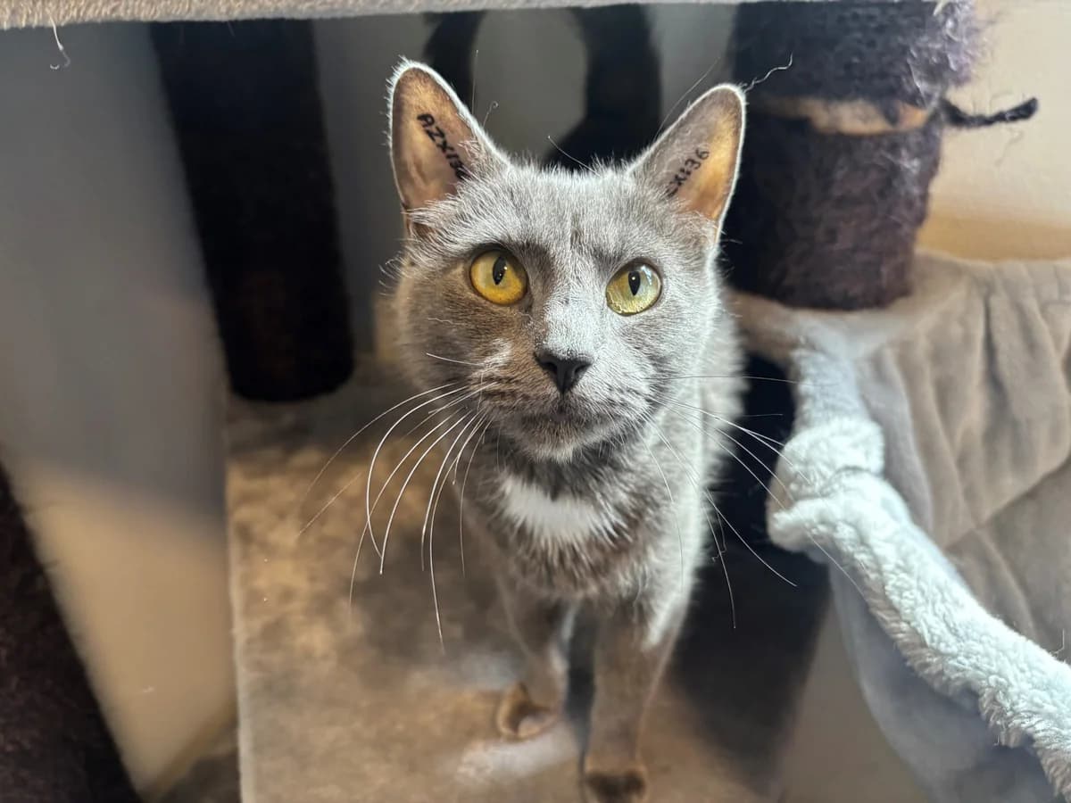 Kim, female 3yo Mixed Breed Cat for adoption at Kattens Vaern, Kattens Vaern