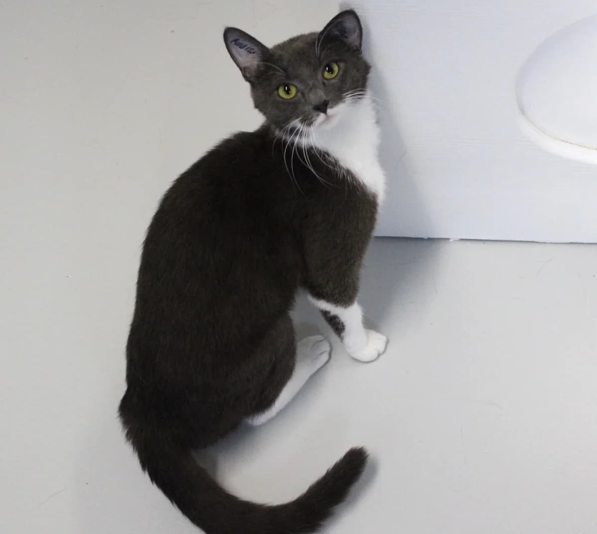 Louise, female 3yo Mixed Breed Cat for adoption at Kattens Vaern, Kattens Vaern