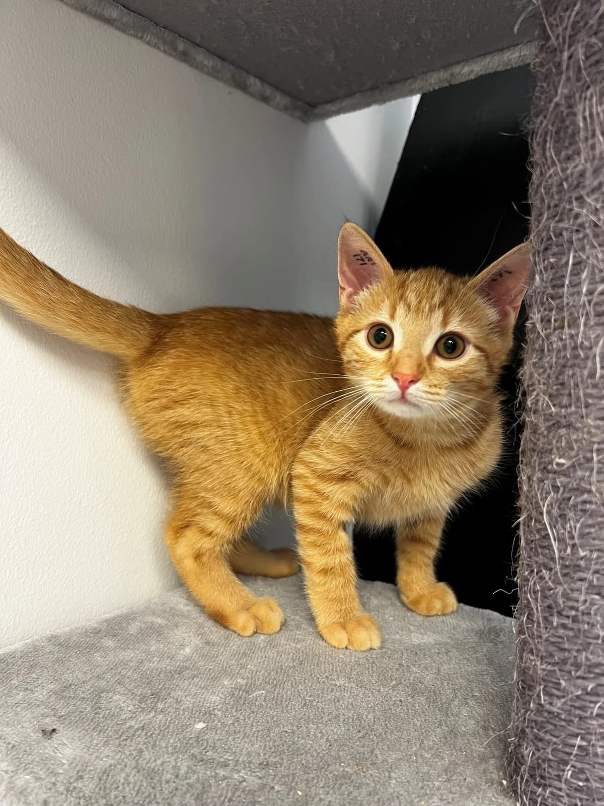 Santos, male puppy Mixed Breed Cat for adoption at Kattens Vaern, Kattens Vaern