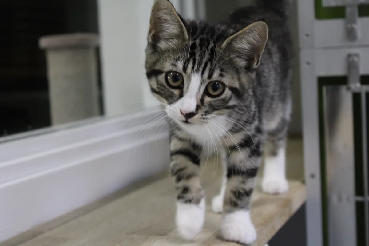Alice, female puppy Mixed Breed Cat for adoption at Kattens Vaern, Kattens Vaern
