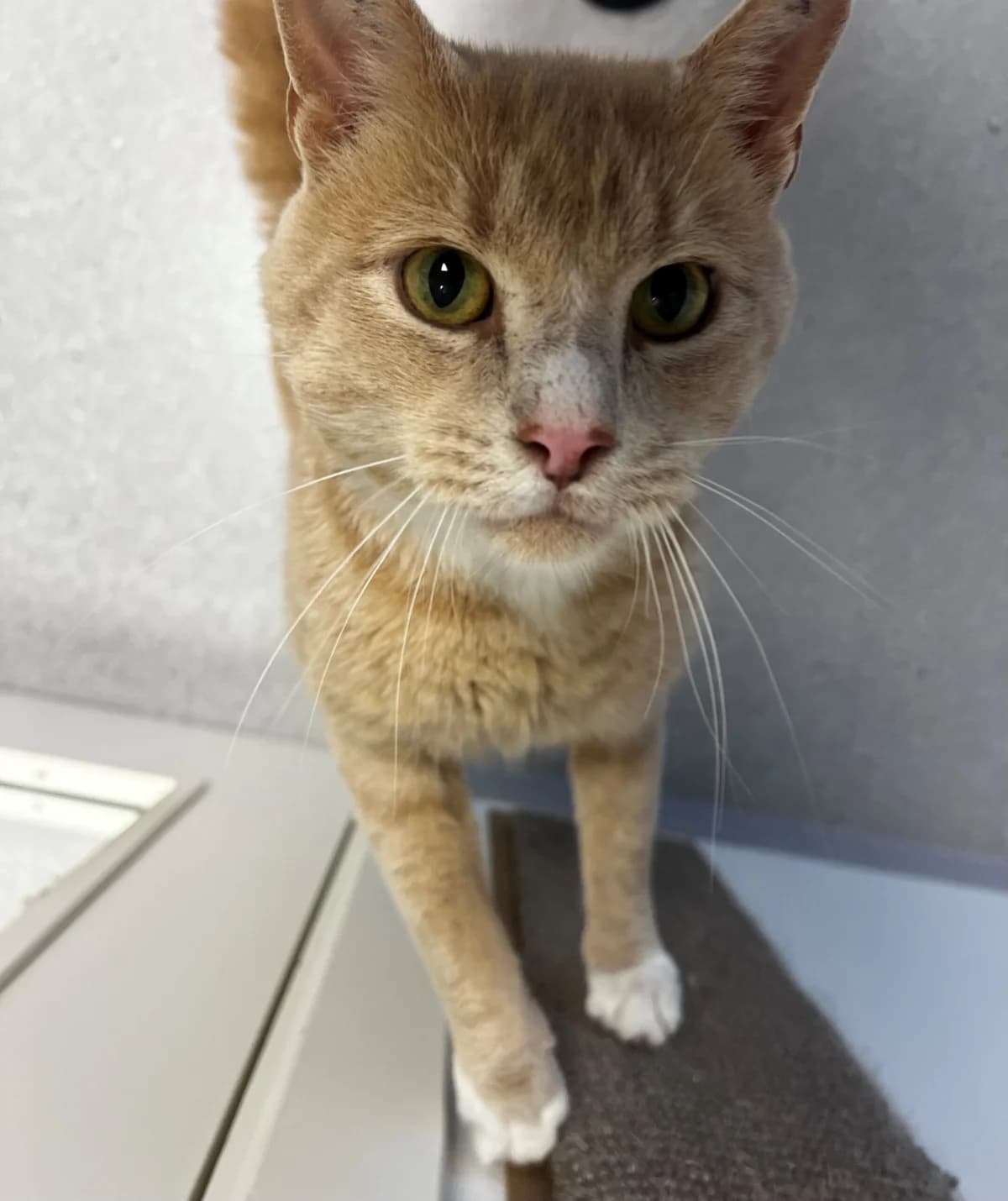 Juncker, male senior Mixed Breed Cat for adoption at Kattens Vaern, Kattens Vaern