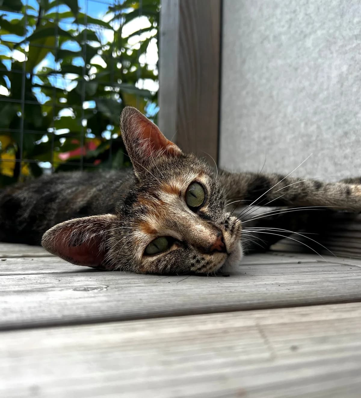 Esme, female 3yo Mixed Breed Cat for adoption at Kattens Vaern, Kattens Vaern