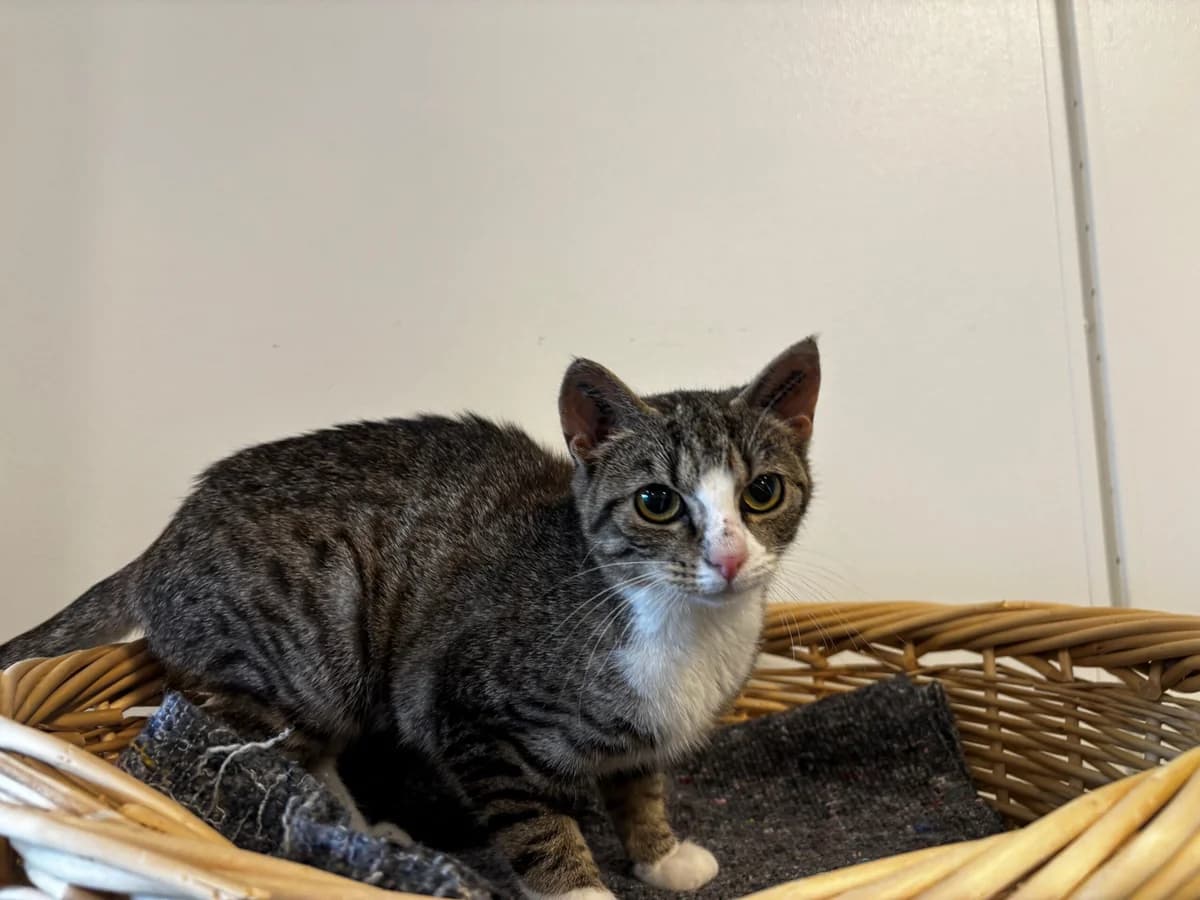 Vimse, Mixed Breed Cat (Kattens Vaern)
