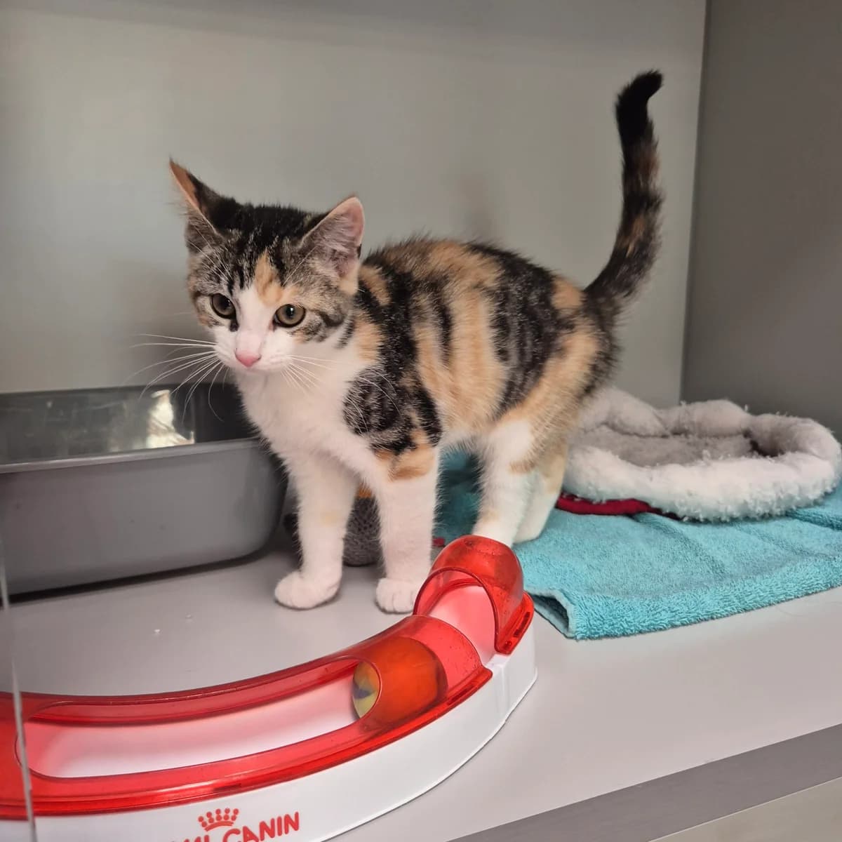 Nussecke, female mixed breed for adoption at Kattens Vaern, Kattens Vaern