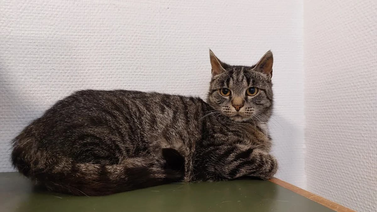 Hazel, female 3yo Mixed Breed Cat for adoption at Kattens Vaern, Kattens Vaern
