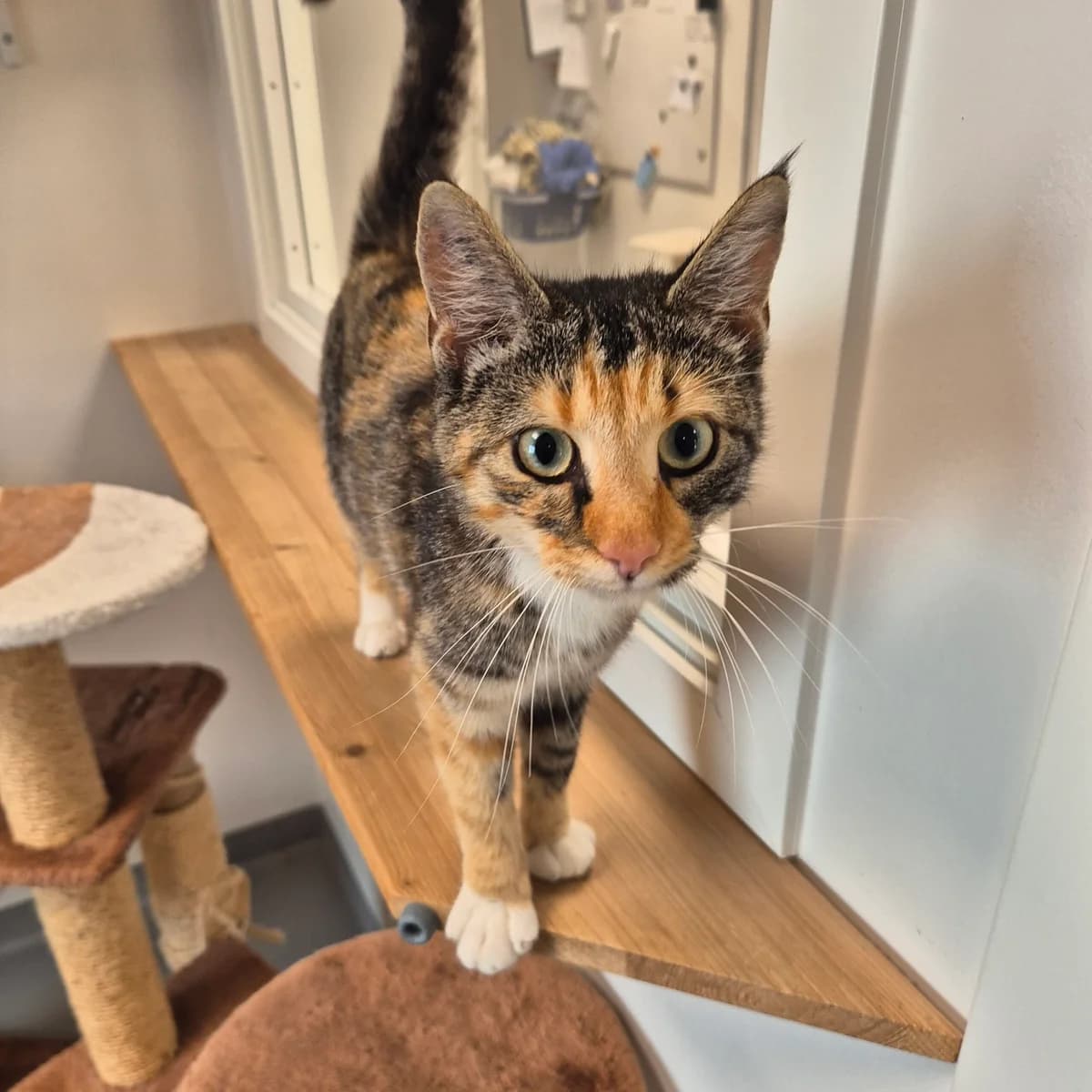 Else, female 3yo mixed breed for adoption at Kattens Vaern, Kattens Vaern