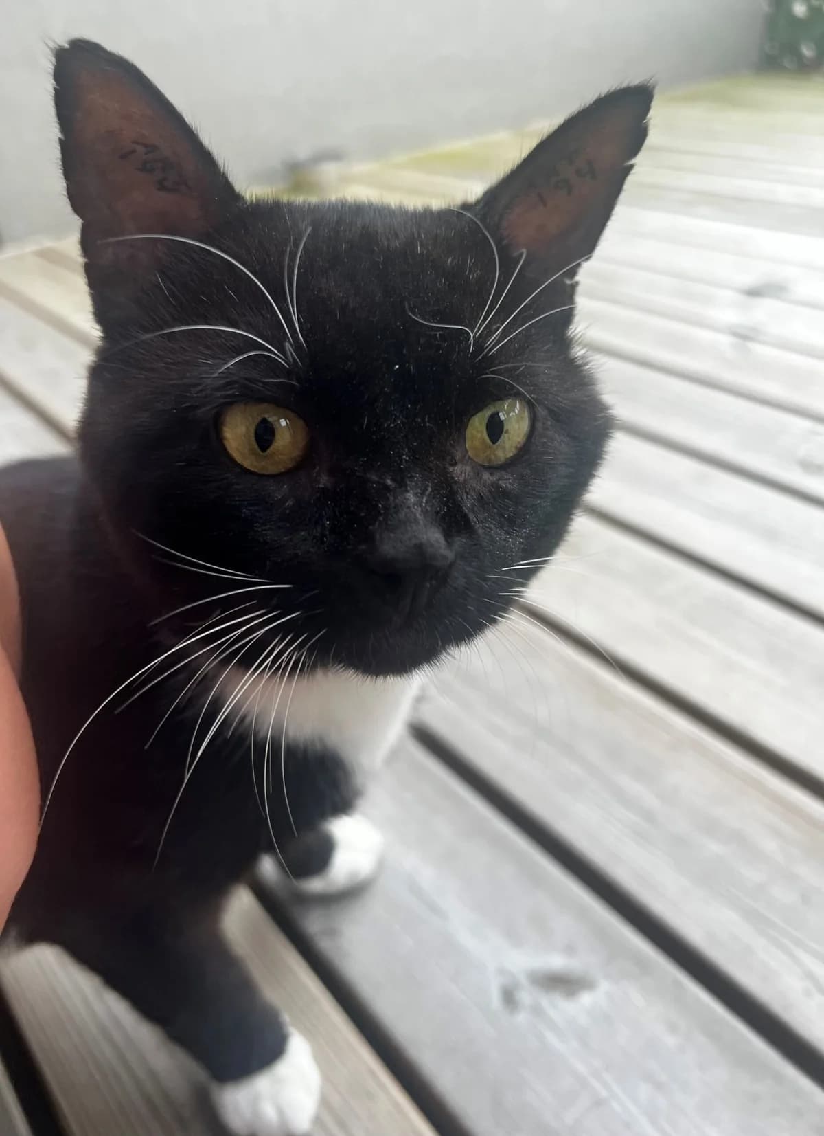 Charlie, male Mixed Breed Cat for adoption at Kattens Vaern, Kattens Vaern
