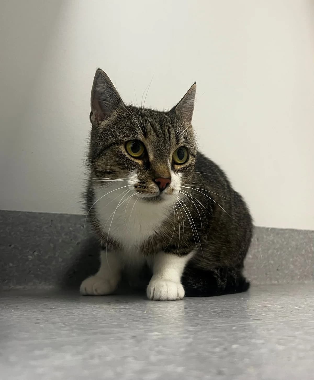 Fedora, female 3yo Mixed Breed Cat for adoption at Kattens Vaern, Kattens Vaern