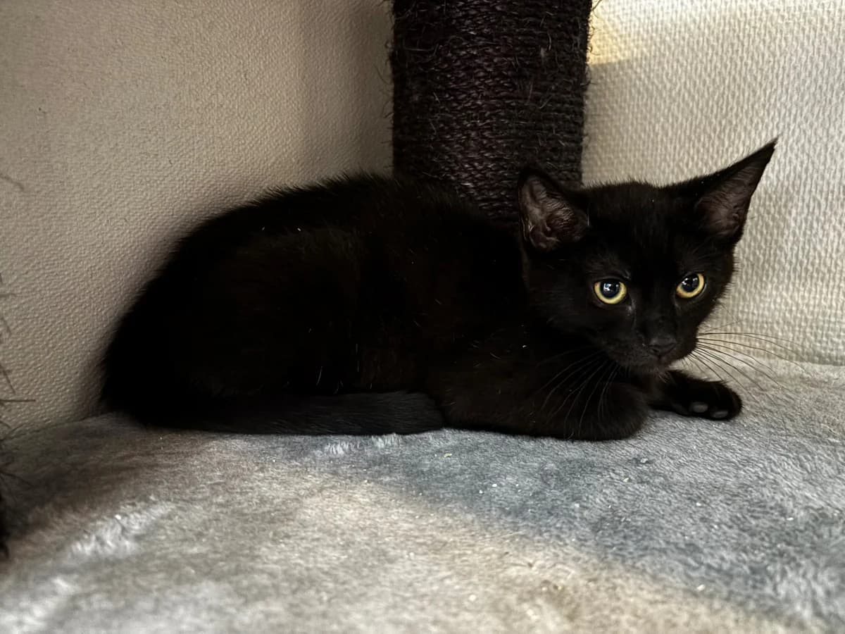 Nougat, female puppy Mixed Breed Cat for adoption at Kattens Vaern, Kattens Vaern