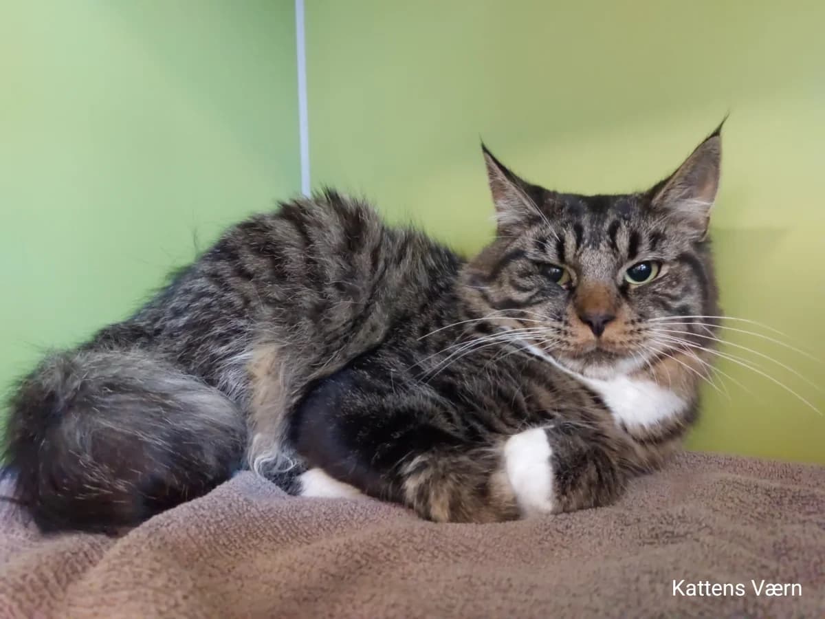Duncan, male 3yo Mixed Breed Cat for adoption at Kattens Vaern, Kattens Vaern