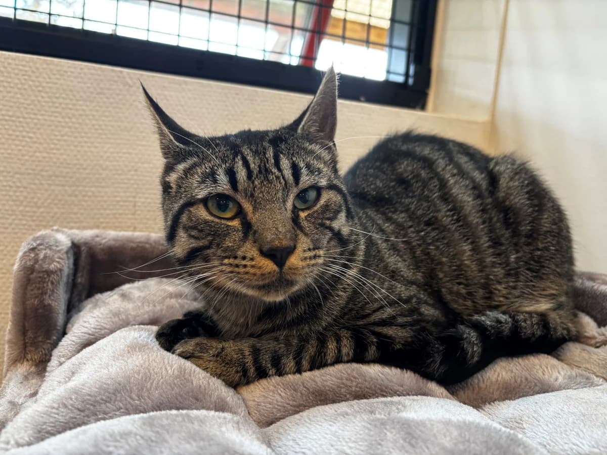 Django, male 3yo Mixed Breed Cat for adoption at Kattens Vaern, Kattens Vaern