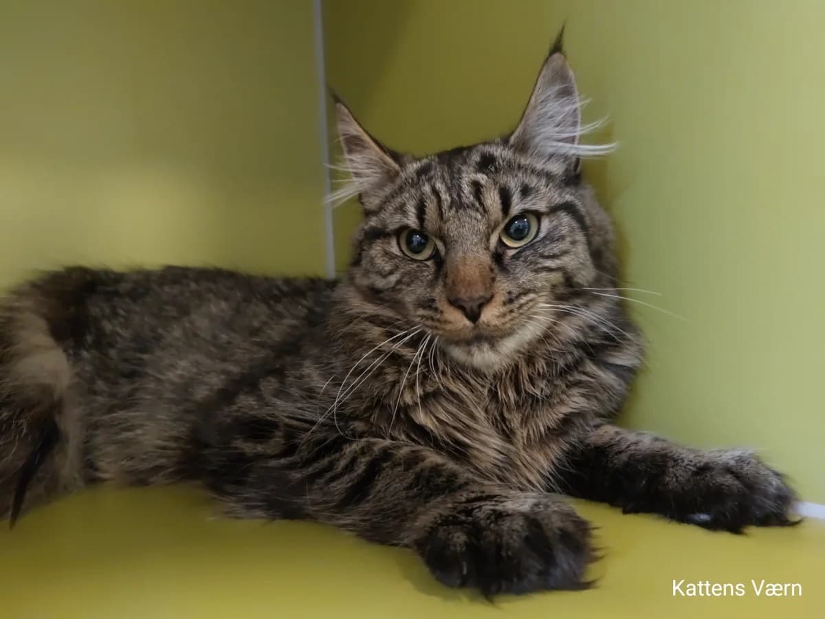 Darwin, male 3yo Mixed Breed Cat for adoption at Kattens Vaern, Kattens Vaern