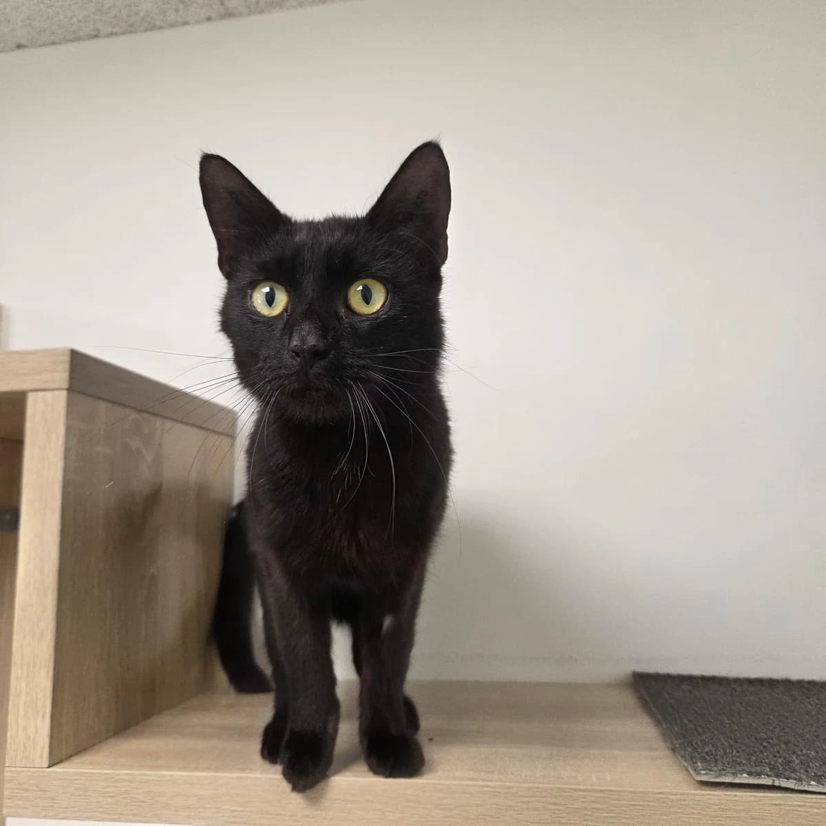 Bamse, male 3yo Mixed Breed Cat for adoption at Kattens Vaern, Kattens Vaern