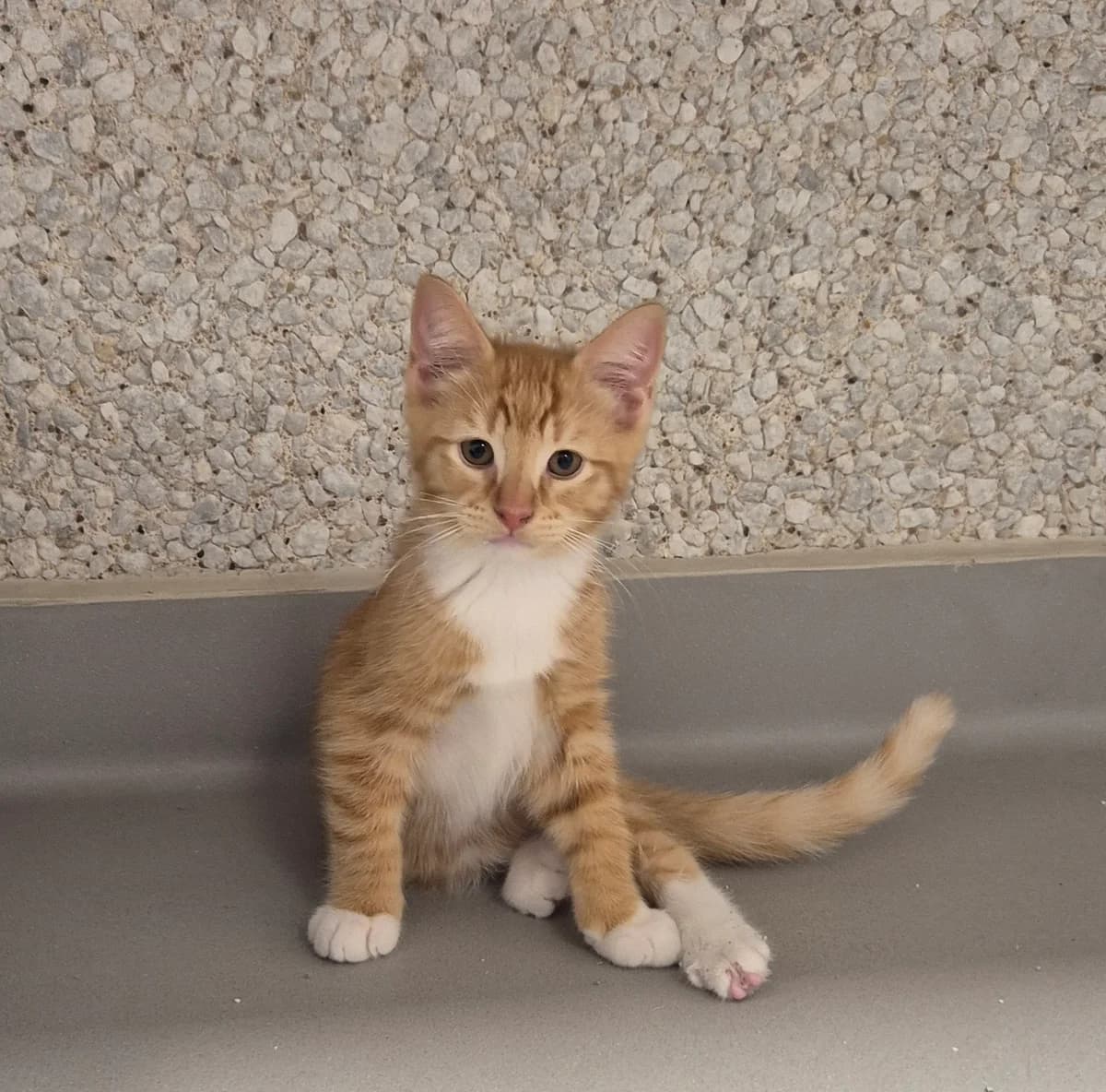Ouzo, Mixed Breed Cat (Kattens Vaern)
